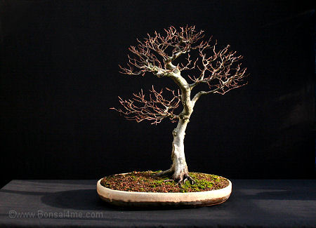 beech%20bonsai%200109%20%284%29.jpg