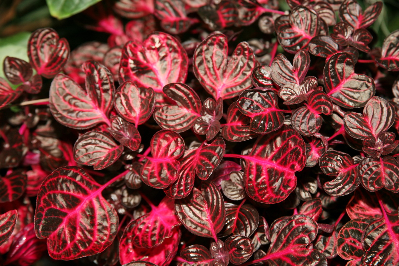 Beefsteak_Plant_(Iresine_herbstii)_Amaranth_Family_(3072478247).jpg