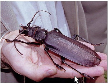 Beetles-Are-Much-Older-than-Dinosaurs-2.jpg