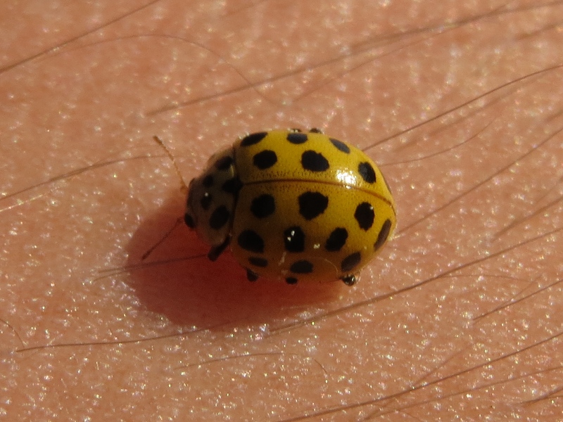 bege36.jpg