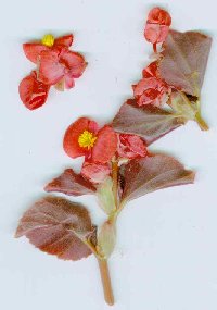 begflor.jpg