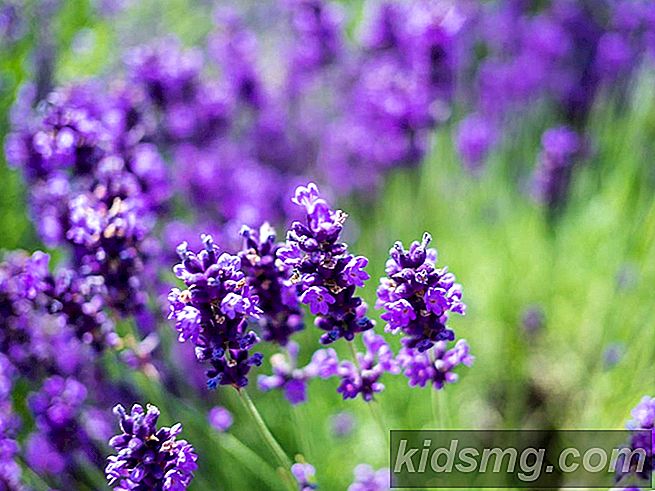 beginner-s-guide-to-best-summer-flowers-in-canada-2.jpg