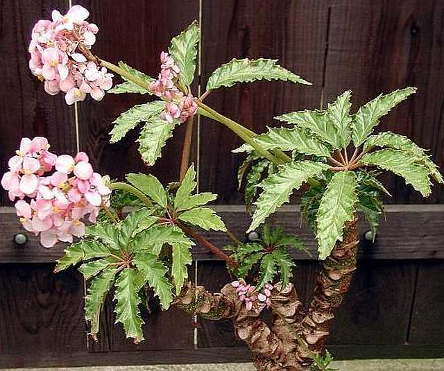 BEGO%20CAROLINEIFOLIA.jpg