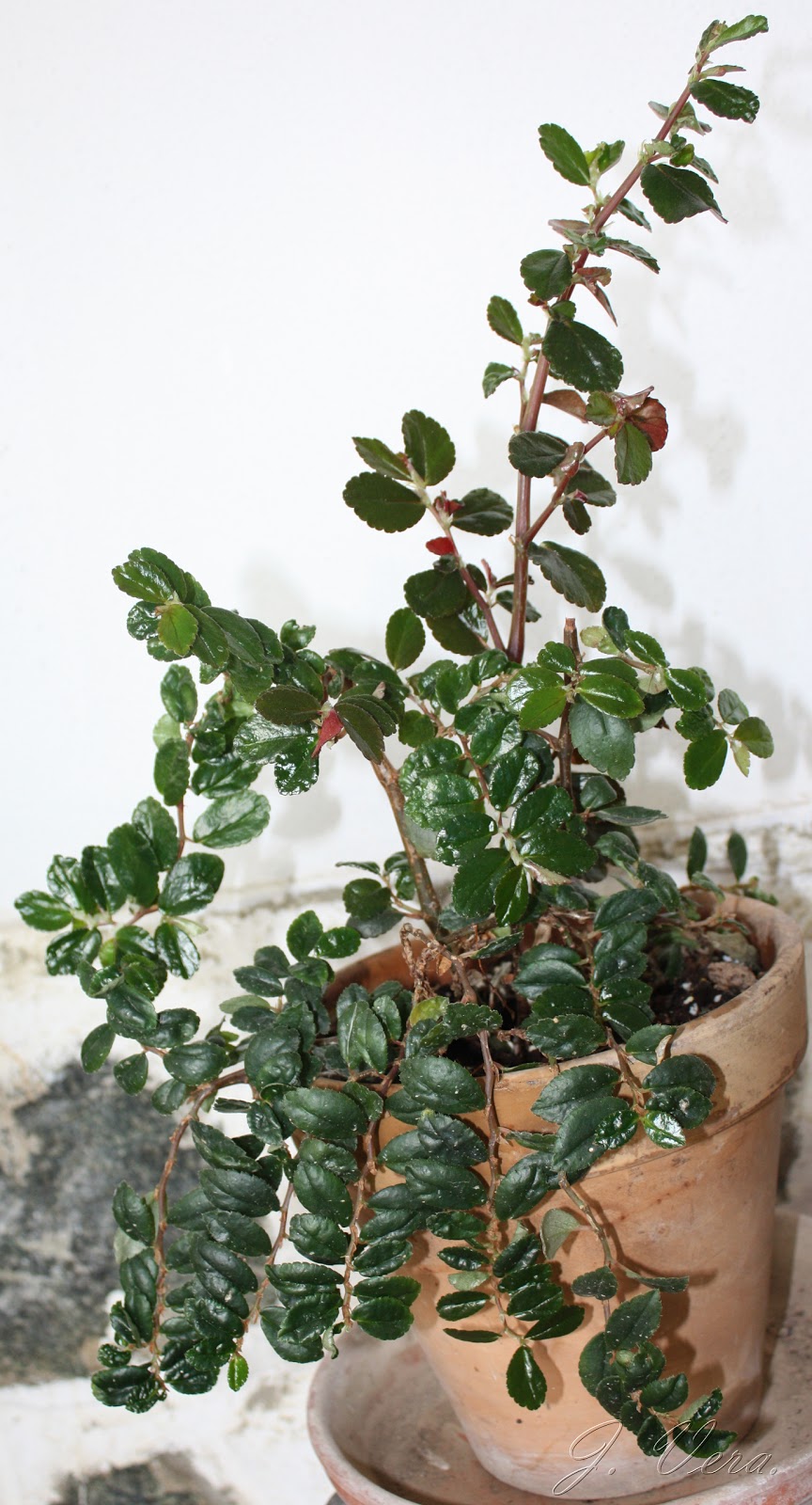 begolnia+fuchsioides1.jpg