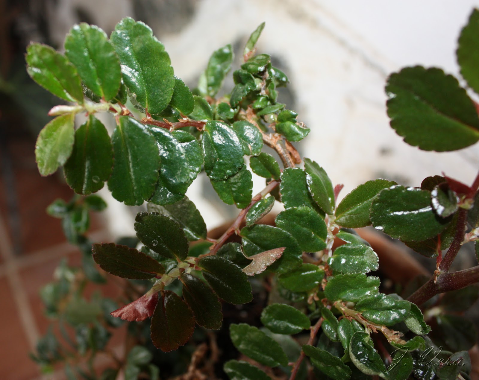begolnia+fuchsioides3.jpg