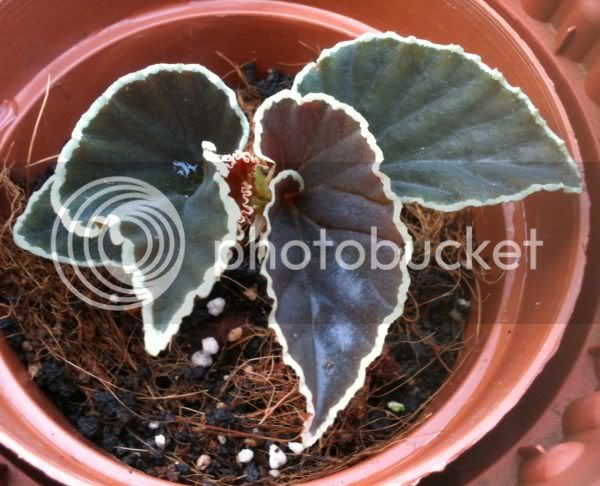 begonia-15.jpg
