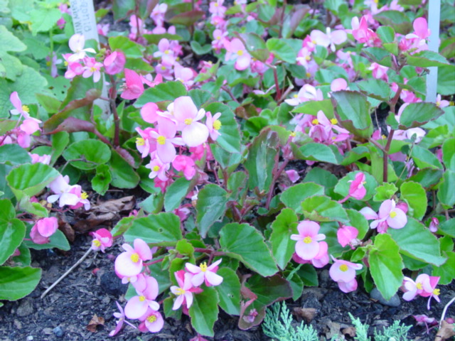 Begonia,%20BabyWing%20Pink%20290.jpg