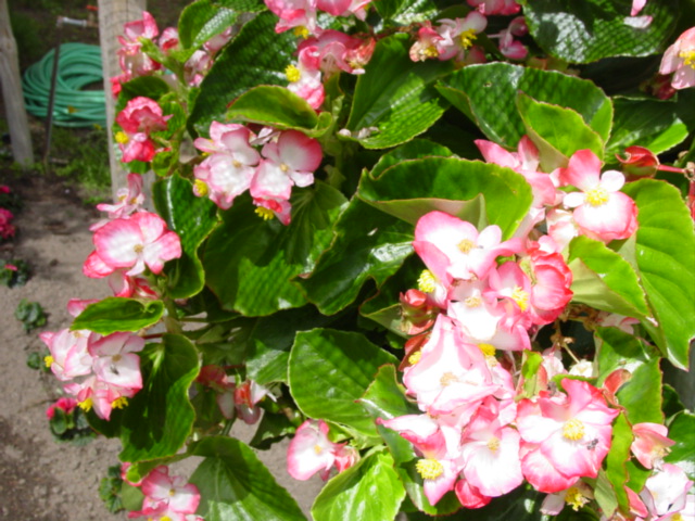 Begonia%20Bayou%20Pink%20Bicolor%20111.jpg