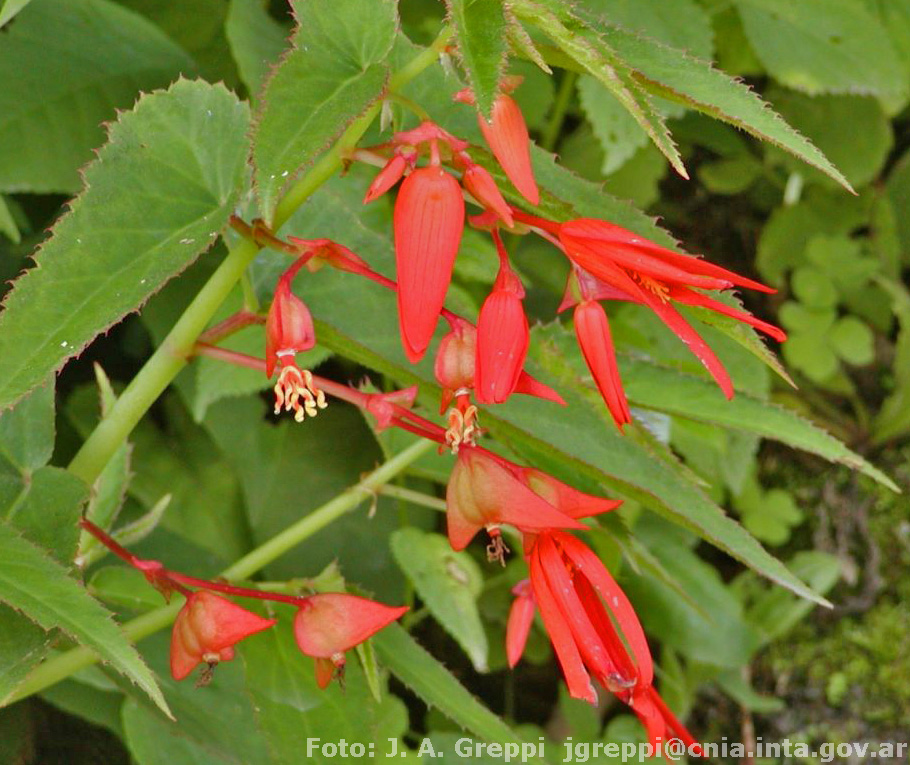 Begonia%20boliviensis%20var%20boliviensis%20Greppi%201157%20(1).JPG