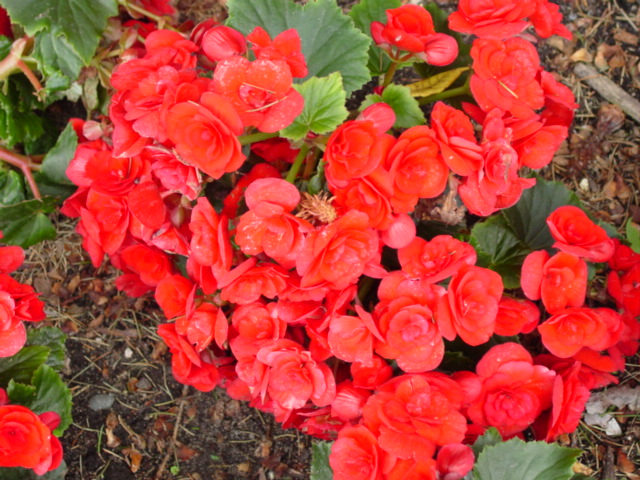 Begonia,%20Hiemalis,%20Barkos.jpg
