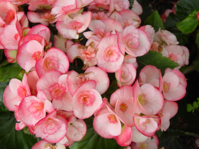 Begonia,%20Hiemalis,%20Cindy%20Fringed.jpg