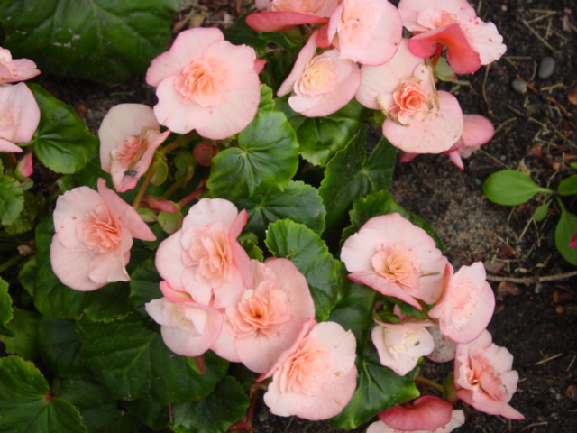 Begonia,%20Hiemalis,%20Fuga%20Cream,%20Fayal.jpg