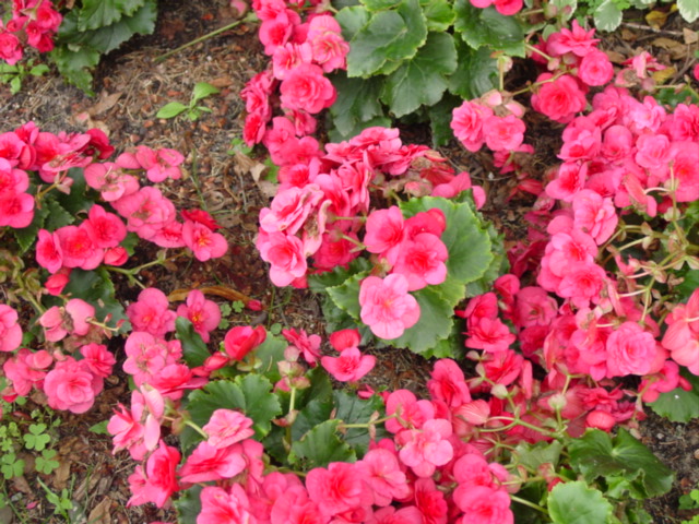 Begonia,%20Hiemalis,%20Hilar,%20Helena.jpg