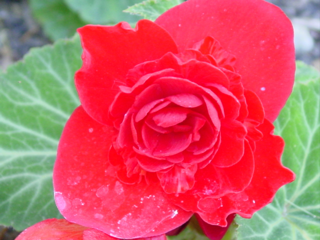 Begonia%20Nonstop%20Red,%20female%20flowers%20026.jpg