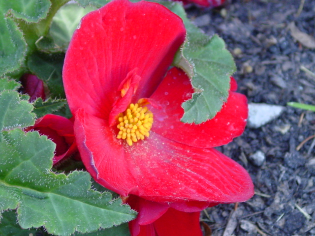 Begonia%20Nonstop%20Red,%20male%20flowers%20027.jpg