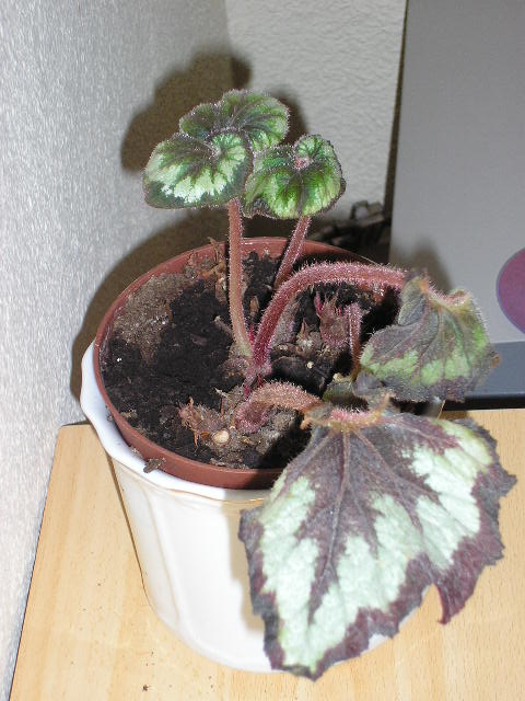 Begonia%20rex%20poxa%202%7E0.jpg