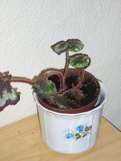 Begonia%20rex%20poxa.jpg