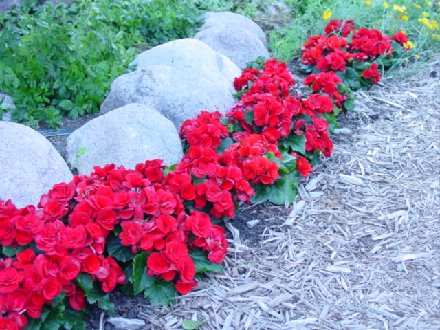 Begonia%20Rhine%20Barkos%20273.jpg