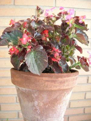Begonia%20semperflorens%202.JPG