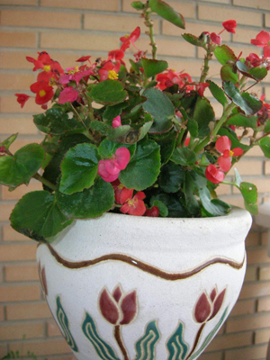 Begonia%20semperflorens.JPG