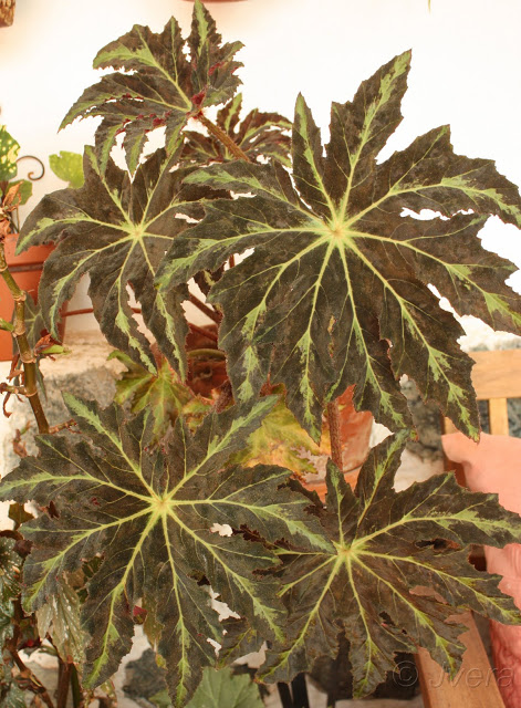begonia%252520heracleifolia1.jpg