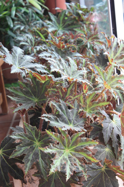 begonia%252520heracleifolia11.jpg