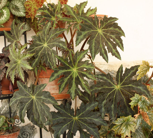 begonia%252520heracleifolia8.jpg