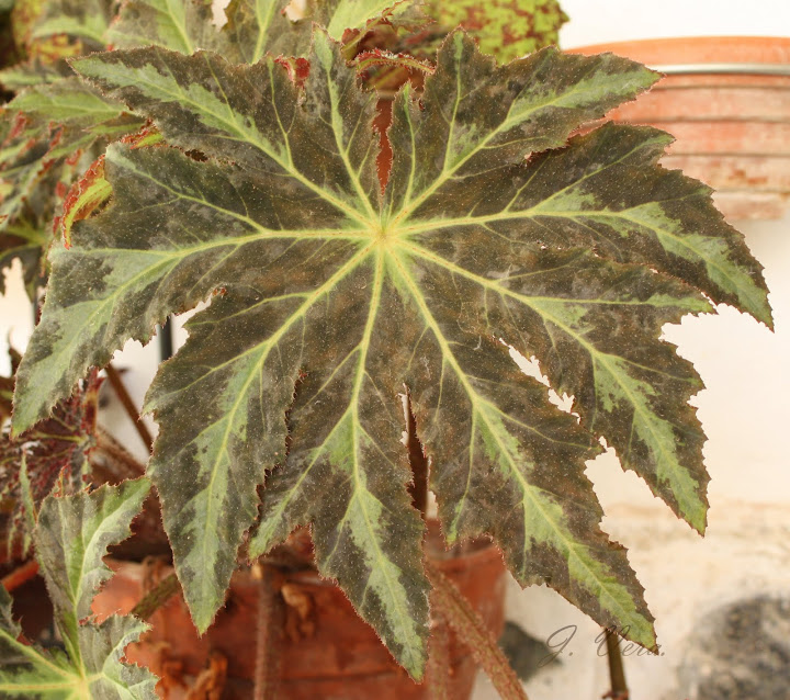 begonia%252520heracleifolia9.jpg