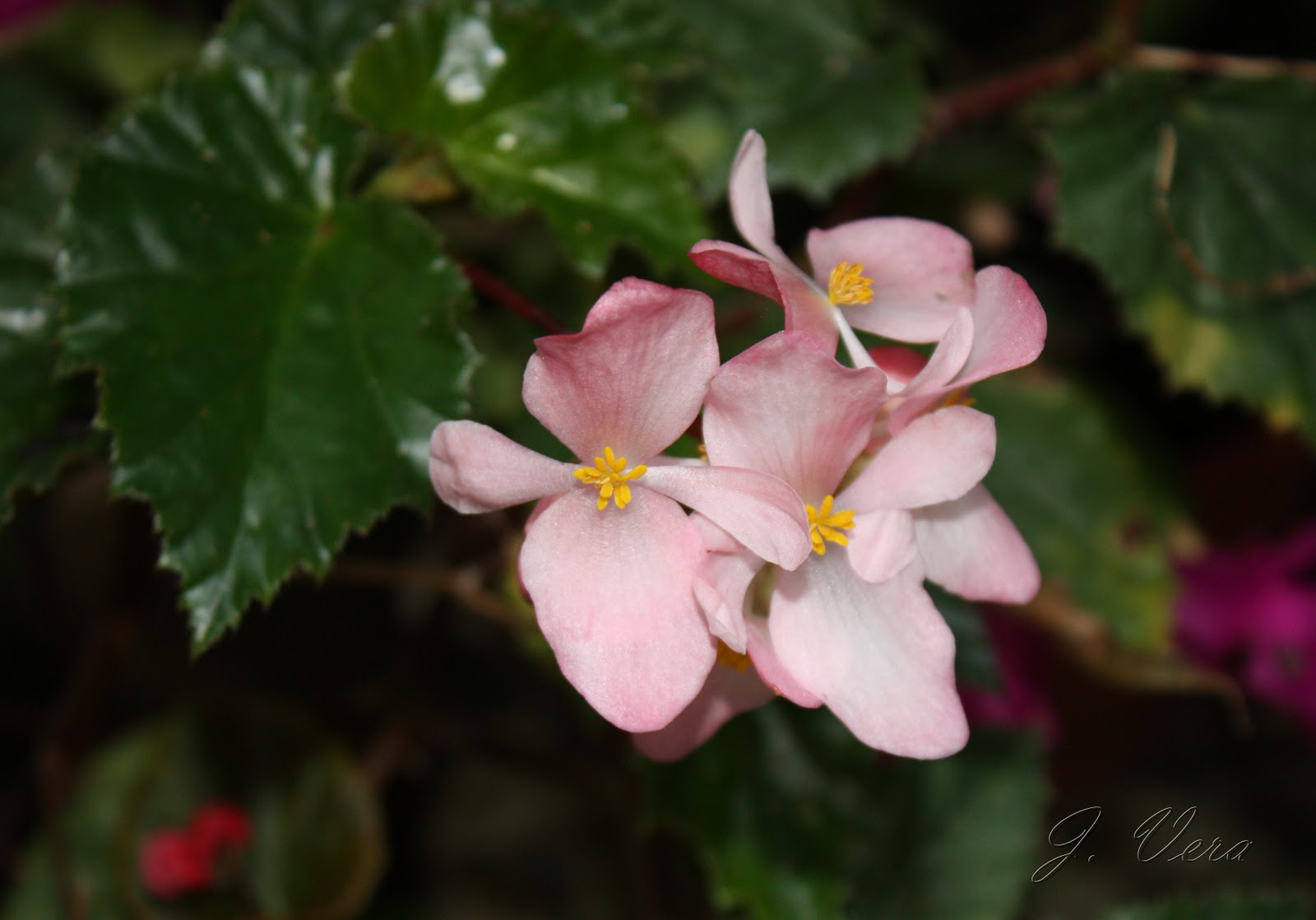 Begonia+%2527Richmondensis%2527.jpg