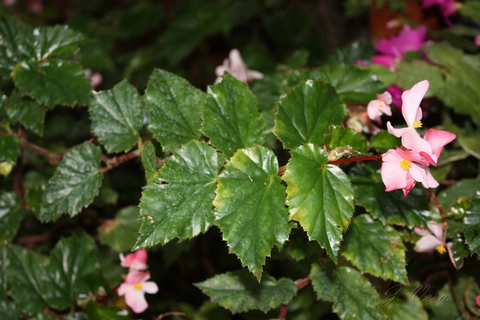 Begonia+%2527Richmondensis%25271.jpg