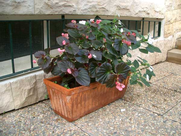 Begonia%7E0.jpg