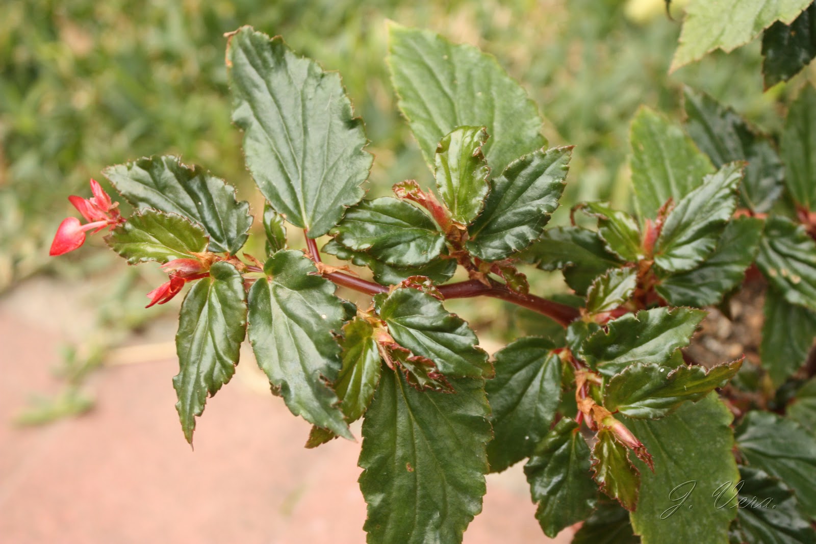 begonia+acutifolia+2.jpg
