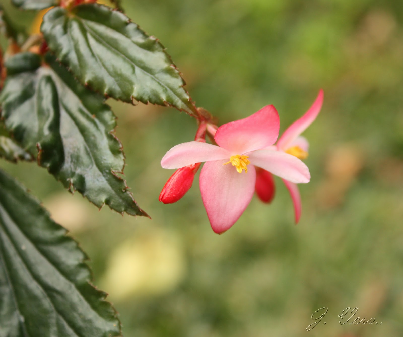 begonia+acutifolia+3.jpg