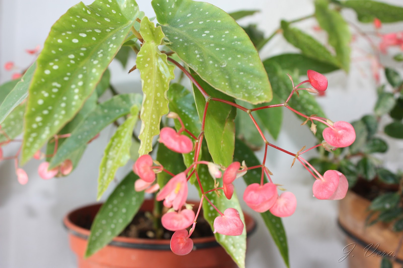 begonia+albopictarosea2.jpg
