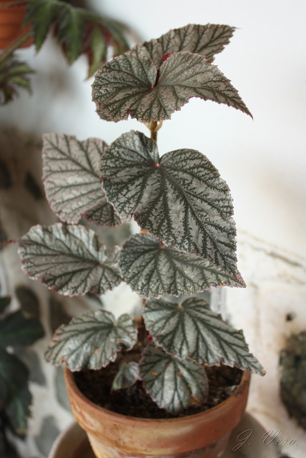 begonia+aya2.jpg