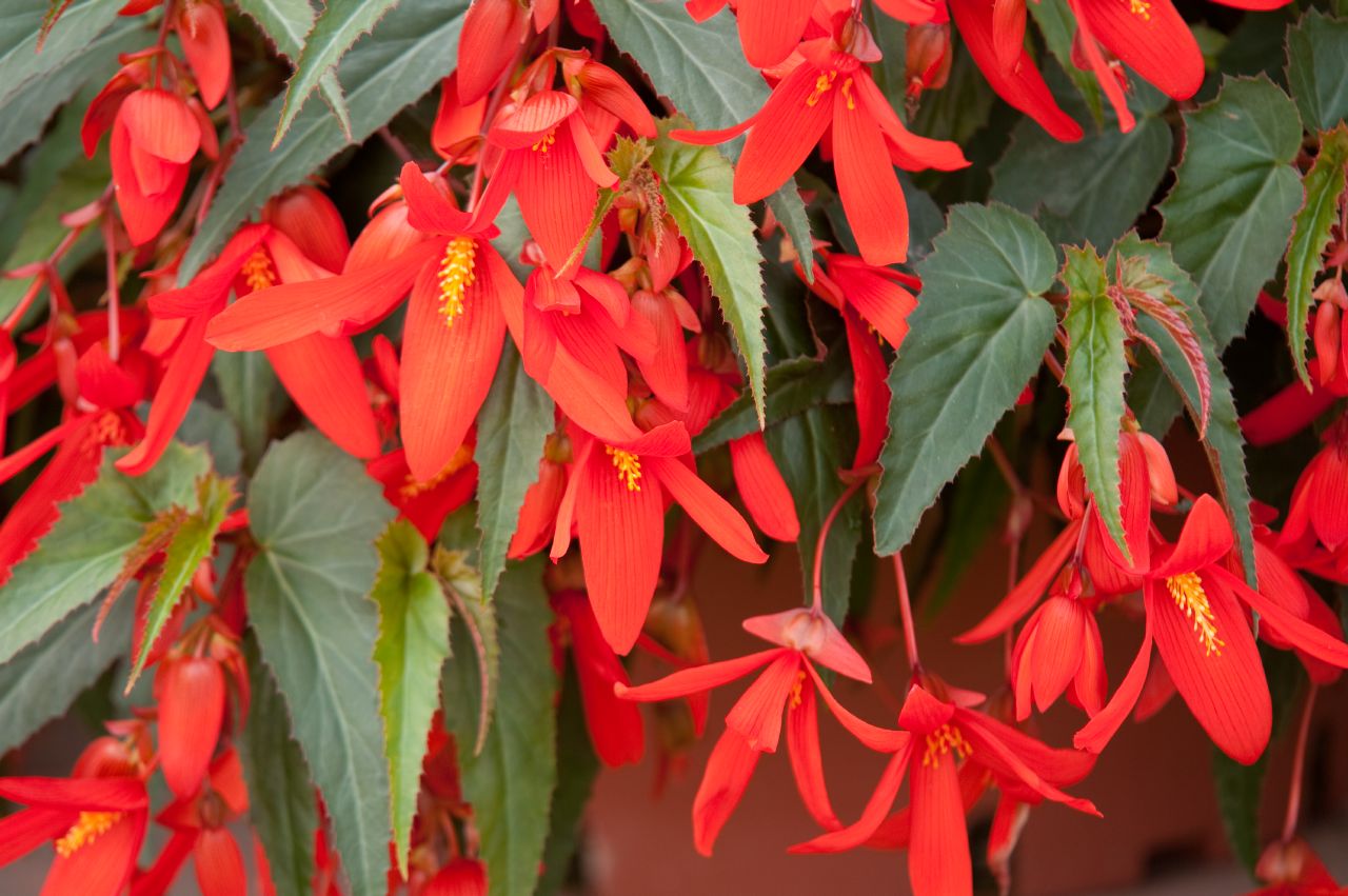 begonia-boliviensis-santa-cruz-sunset-c4211-18.jpg