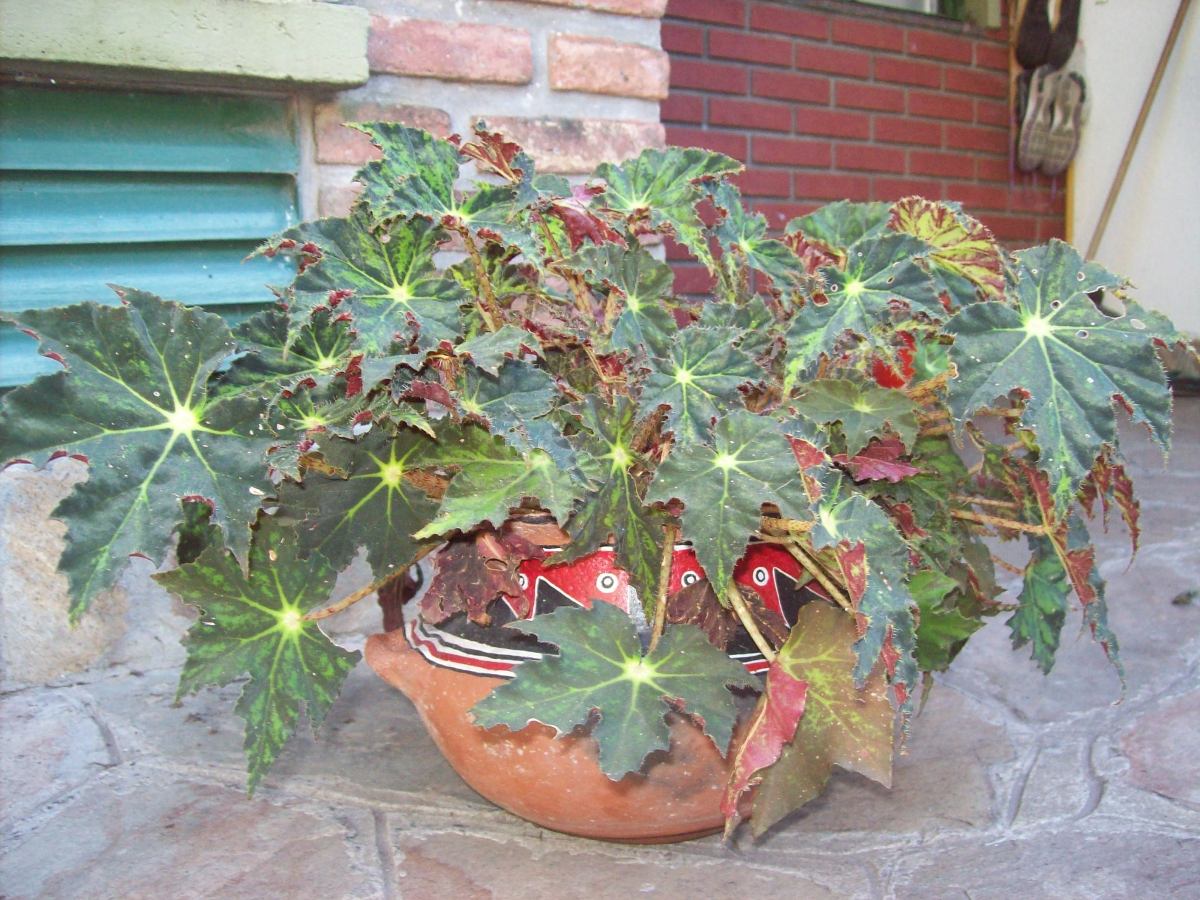 begonia-cleopatra-D_NQ_NP_517101-MLA20268755659_032015-F.jpg
