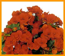 begonia-Elatior.jpg