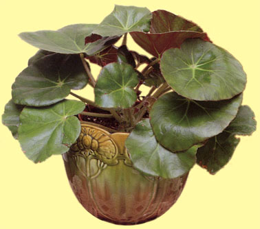 begonia.erytrophylla.jpg