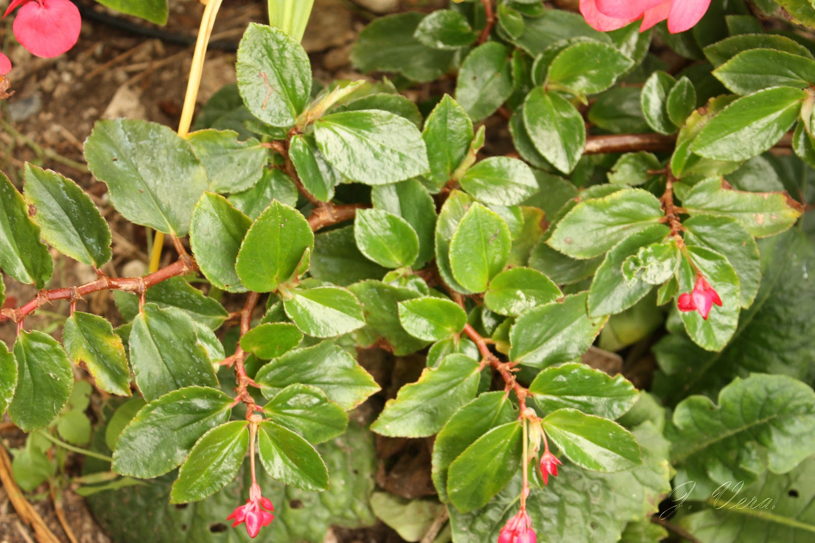 begonia+foliosa1.jpg