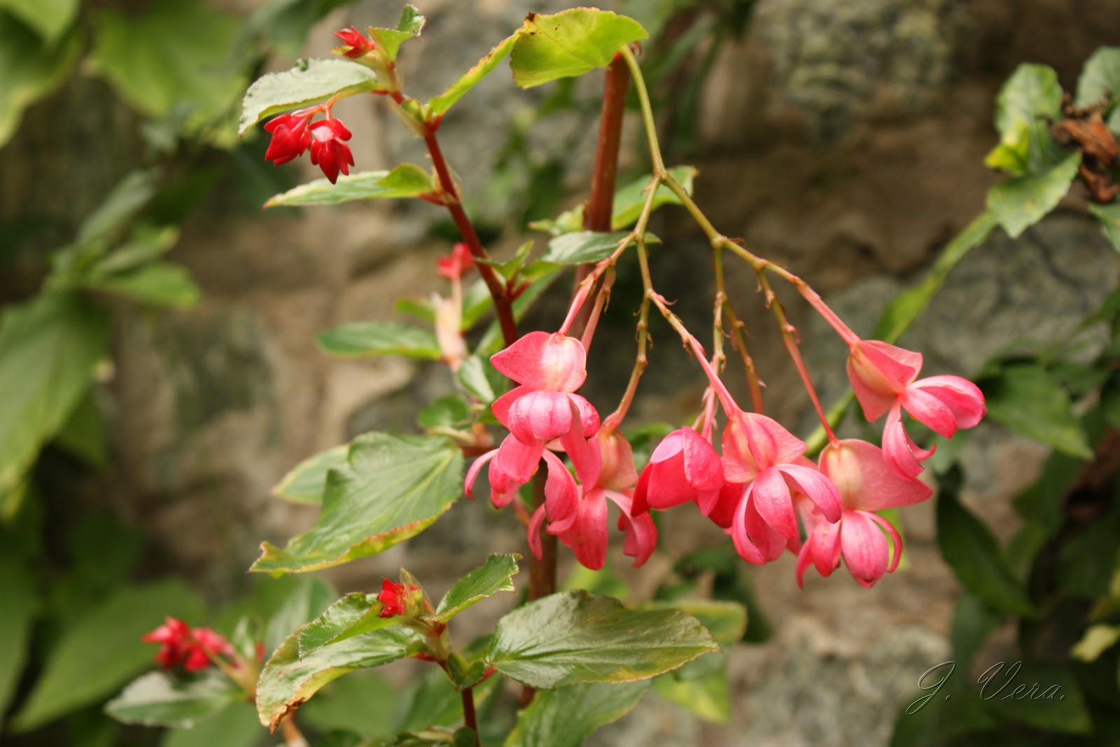begonia+foliosa2.jpg
