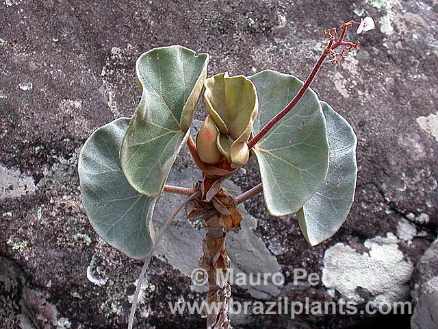 begonia-grisea.jpg
