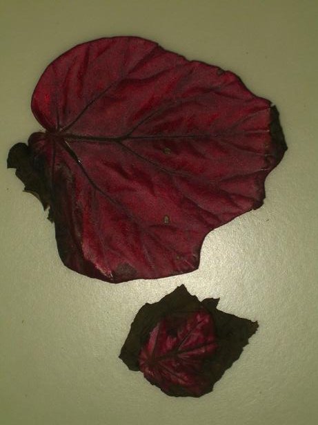 begonia inca fire.JPG