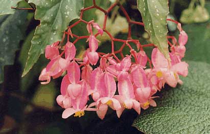 begonia.jpg