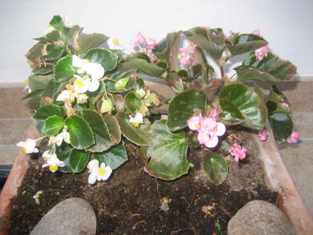 begonia.jpg