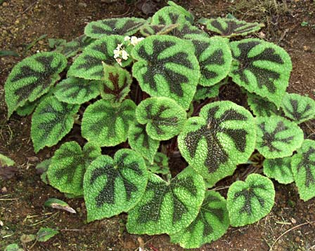 Begonia-masoniana.jpe