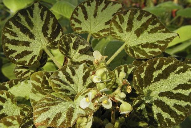 begonia-otto-forster-gim004578_0.jpg