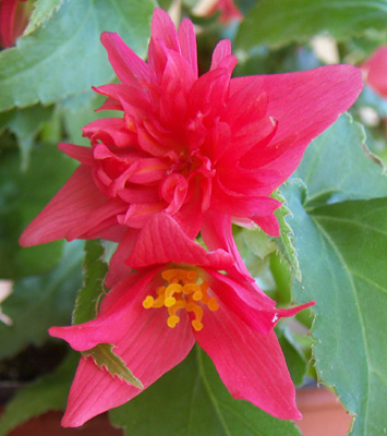 Begonia-pendula.jpg