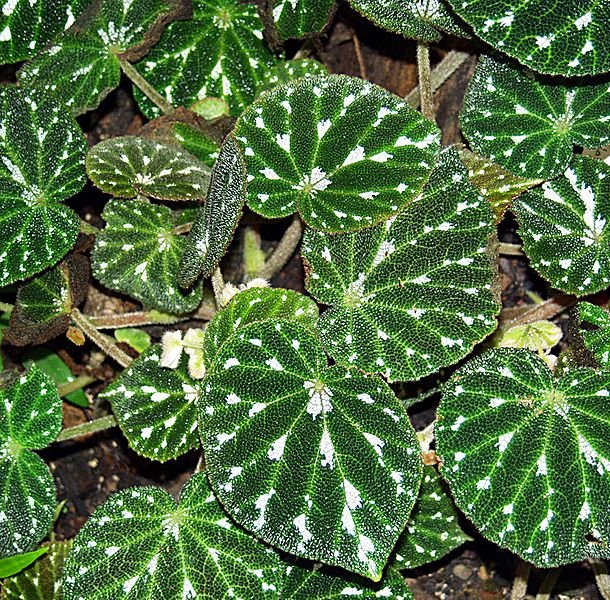 begonia-pustulata.jpg