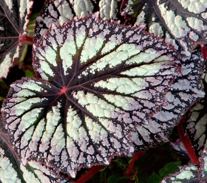Begonia-Rex-Fireworks-1.jpg